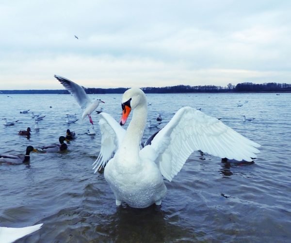 mute-swan-4730107_960_720